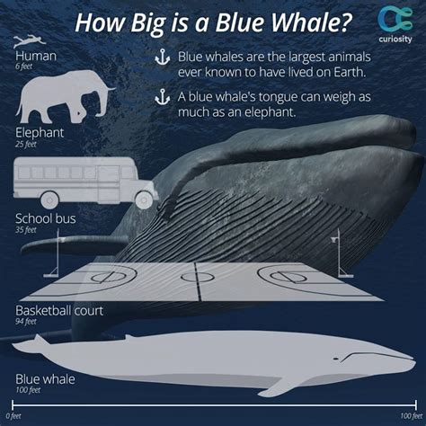 How Big is a Whale Compared to a Cruise Ship, and Why Do Bananas Float in the Ocean?